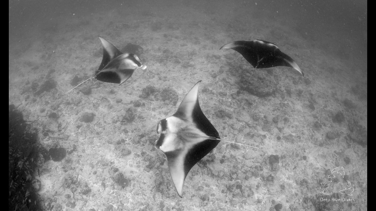 Deep Blue Divers | October Highlights