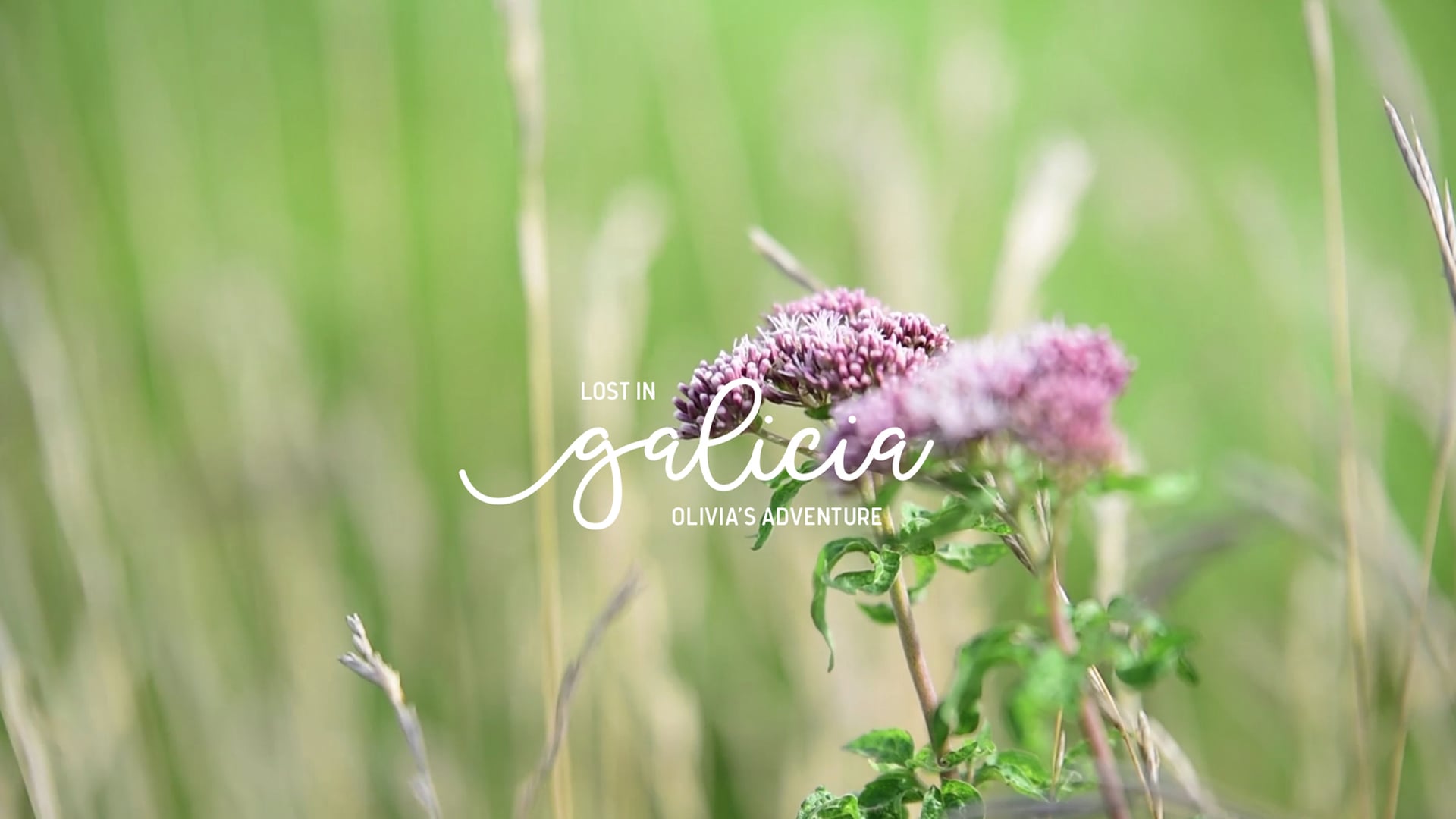 LOST IN GALICIA. Olivia's adventures.