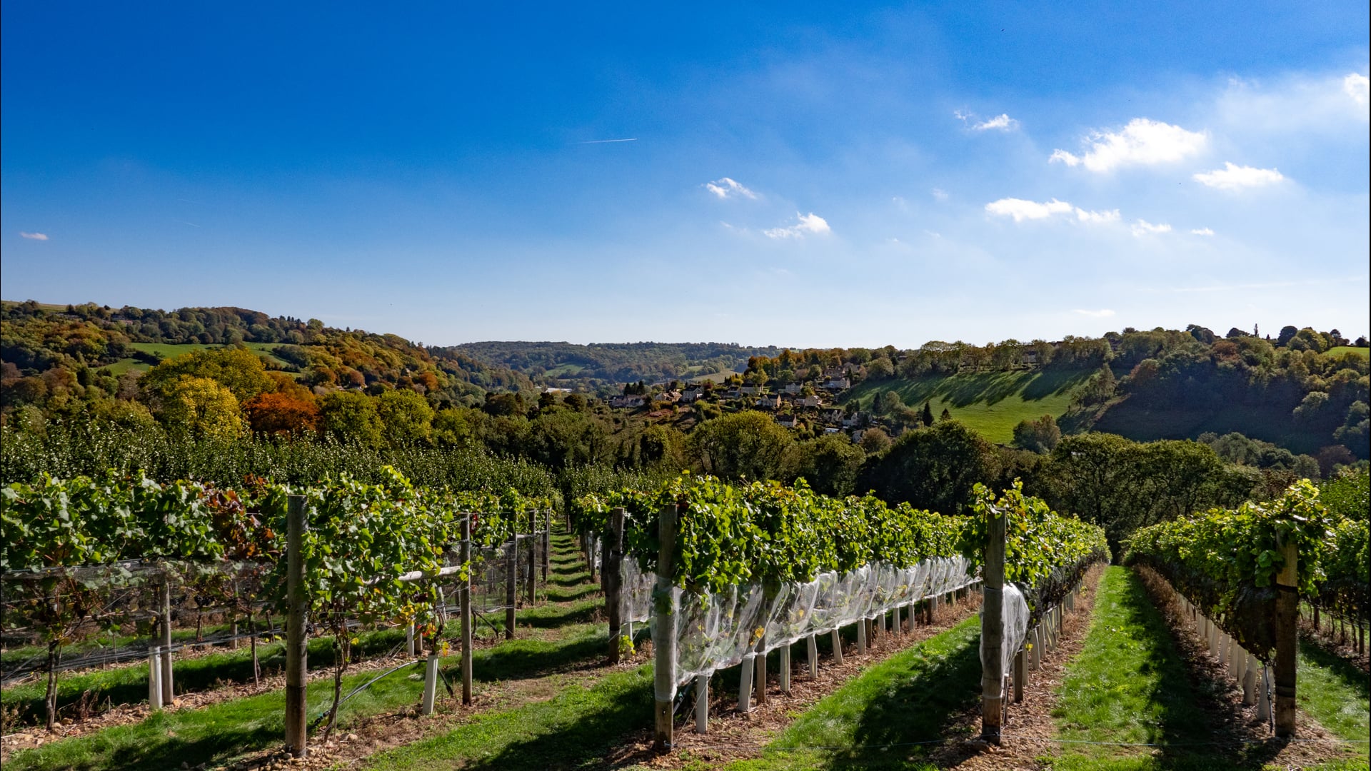 Woodchester Valley Vineyard