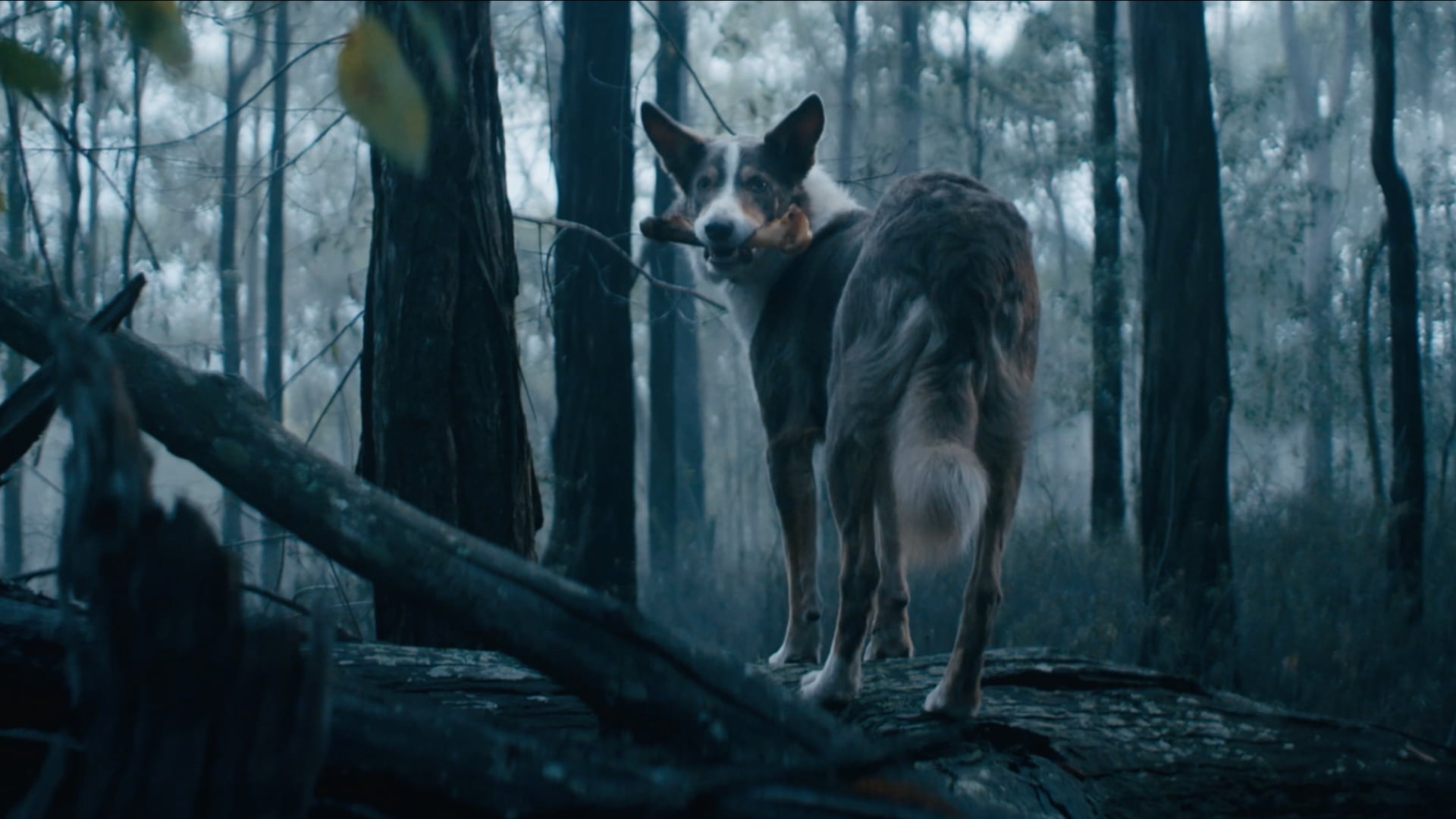 Supercoat - True Origin