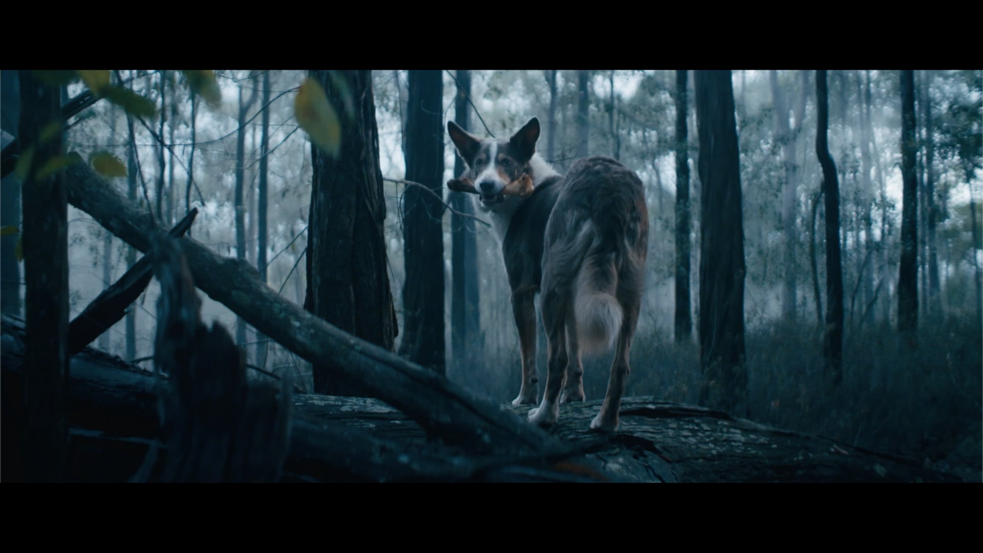 Supercoat - True Origin