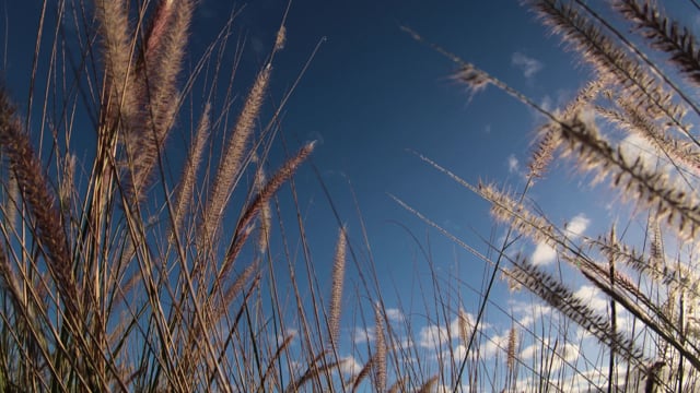 Grass Field Blue Sky - Free video on Pixabay