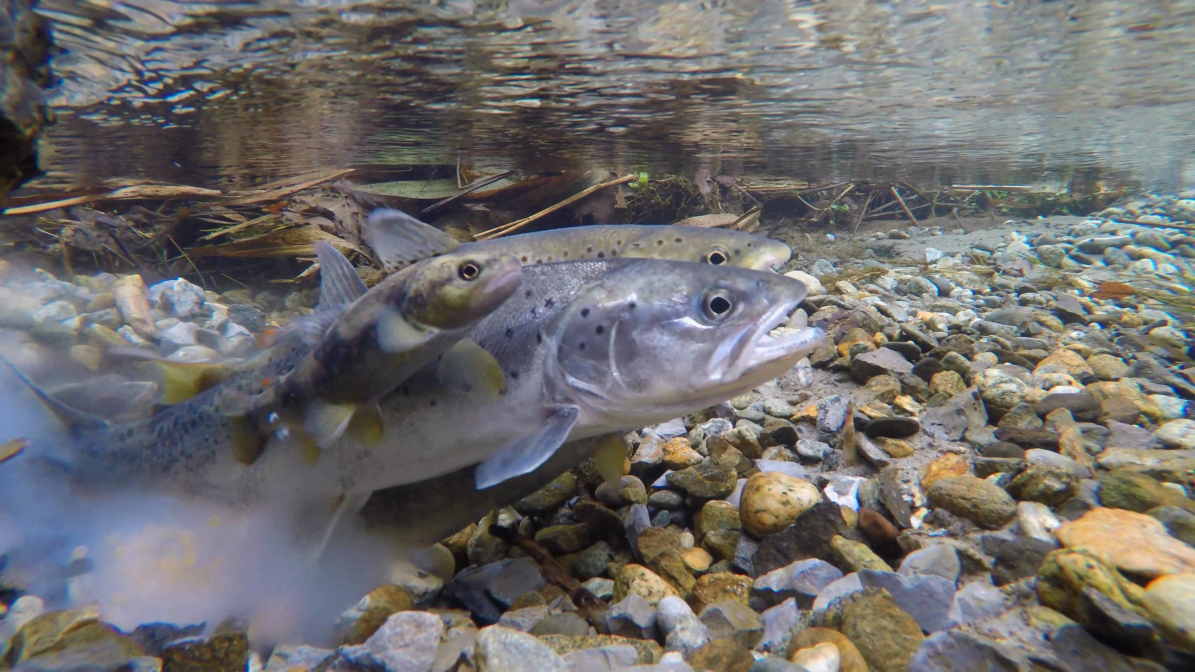 Fortpflanzungssystem der Fische