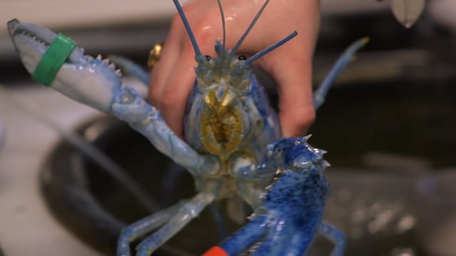 Blue Lobster SAE