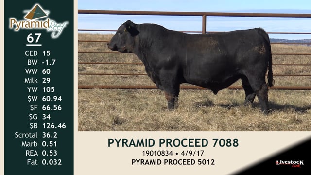 Lot #67 - PYRAMID PROCEED 7088