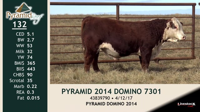 Lot #132 - PYRAMID 2014 DOMINO 7301
