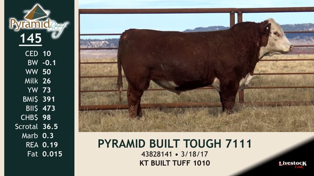 Lot #145 - PYRAMID BUILT TOUGH 7111
