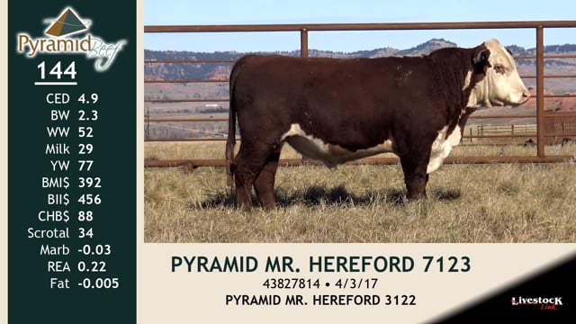 Lot #144 - PYRAMID MR HEREFORD 7123