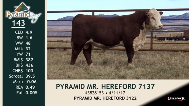 Lot #143 - PYRAMID MR HEREFORD 7137