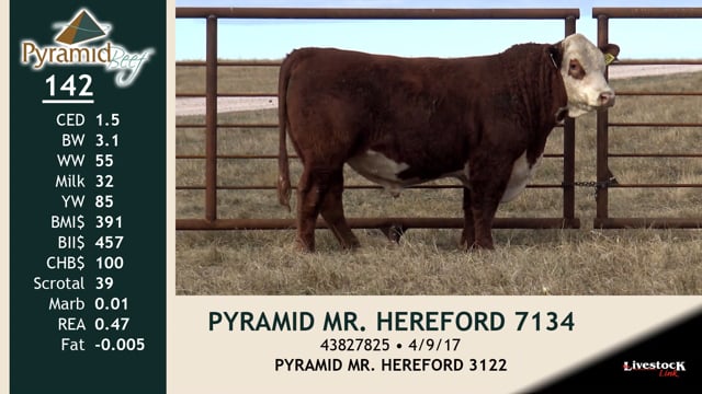 Lot #142 - PYRAMID MR HEREFORD 7134
