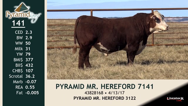 Lot #141 - PYRAMID MR HEREFORD 7141