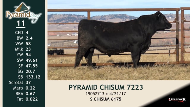 Lot #11 - PYRAMID CHISUM 7223