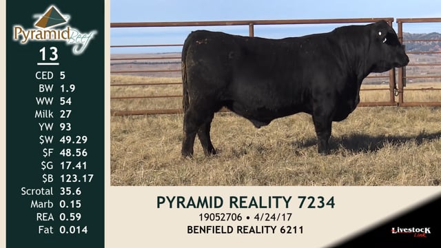 Lot #13 - PYRAMID REALITY 7234
