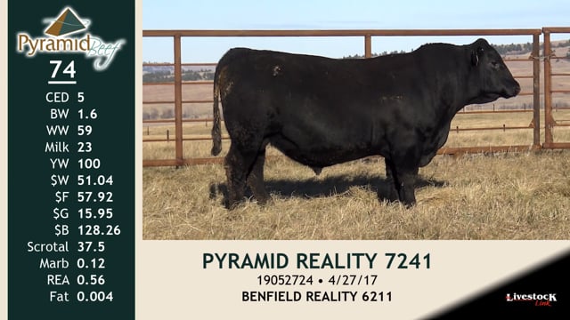 Lot #74 - PYRAMID REALITY 7241