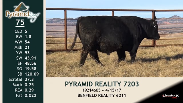 Lot #75 - PYRAMID REALITY 7203