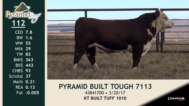 Lot #112 - PYRAMID BUILT TOUGH 7113