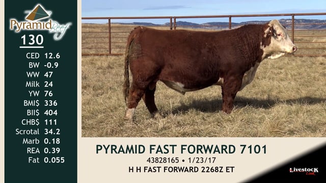 Lot #130 - PYRAMID FAST FORWARD 7101