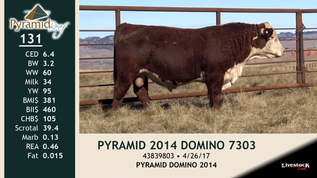 Lot #131 - PYRAMID 2014 DOMINO 7303