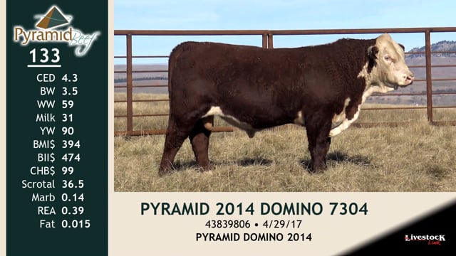 Lot #133 - PYRAMID 2014 DOMINO 7304