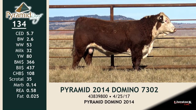 Lot #134 - PYRAMID 2014 DOMINO 7302