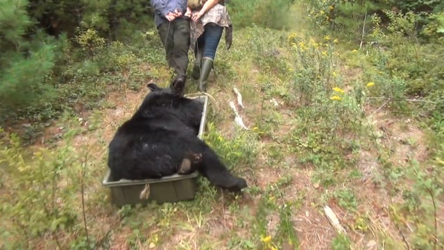 Southern Maine Guide Service Bear Hunt