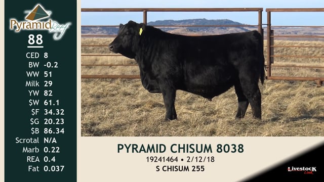 Lot #88 - PYRAMID CHISUM 8038