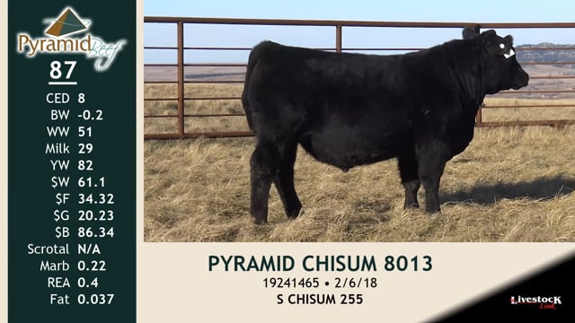 Lot #87 - PYRAMID CHISUM 8013