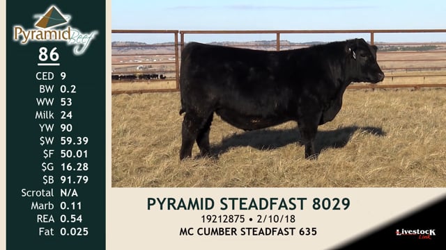 Lot #86 - PYRAMID STEADFAST 8029