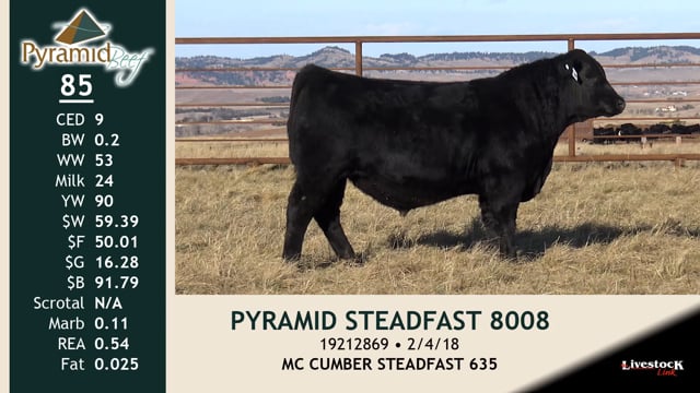 Lot #85 - PYRAMID STEADFAST 8008