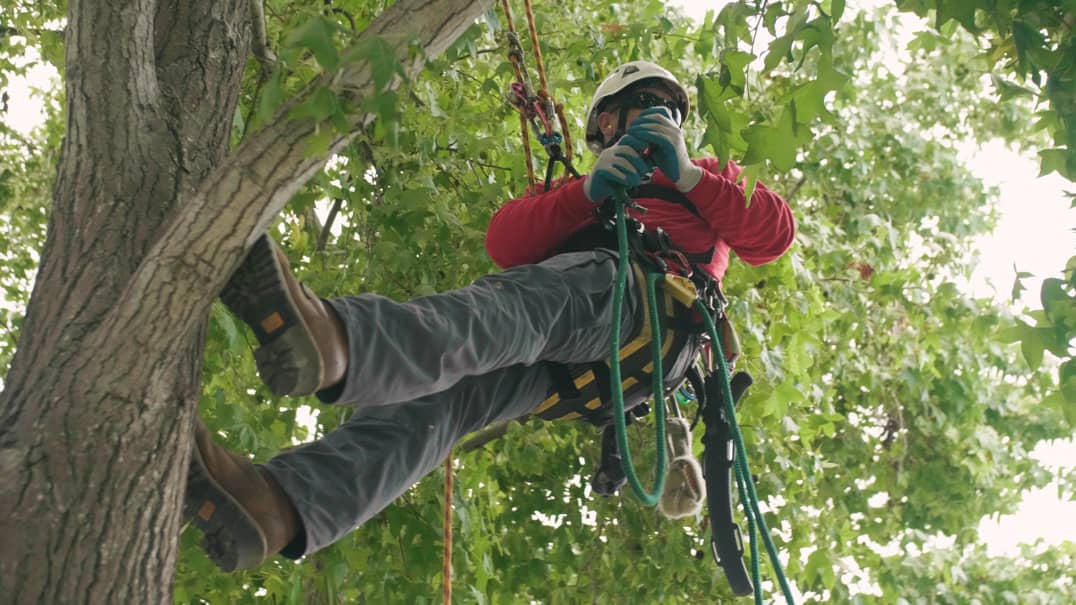 A Day in the Life of an Ottawa Arborist - Croft Tree Experts