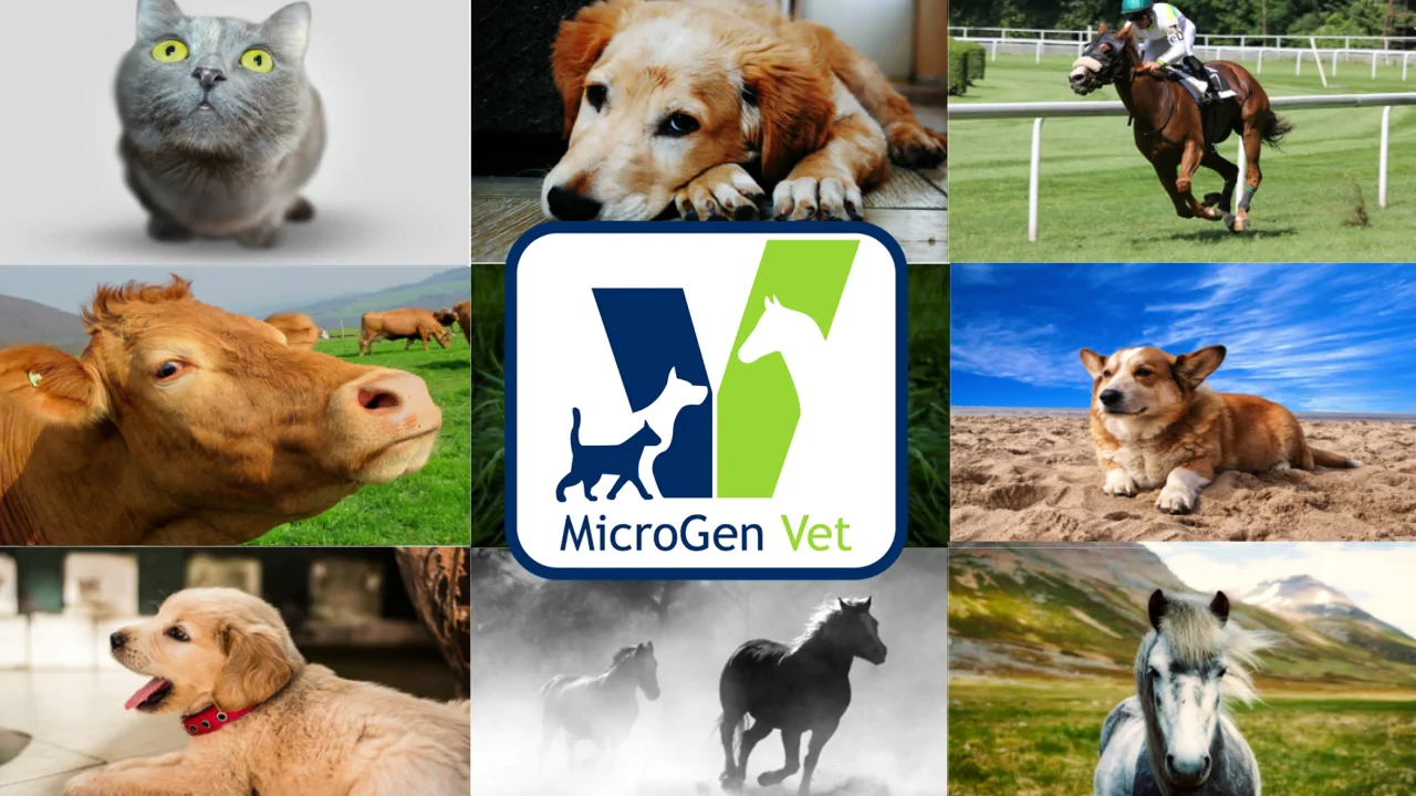 MicroGen Vet Overview Video 3min on Vimeo