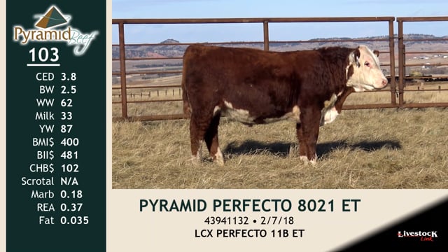 Lot #103 - PYRAMID PERFECTO 8021 ET