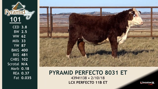 Lot #101 - PYRAMID PERFECTO 8031 ET