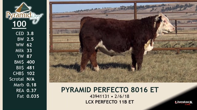 Lot #100 - PYRAMID PERFECTO 8016 ET