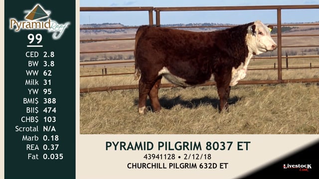 Lot #99 - PYRAMID PILGRIM 8037 ET