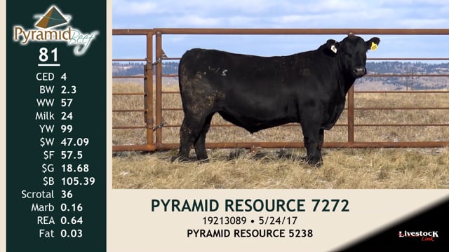 Lot #81 - PYRAMID RESOURCE 7272