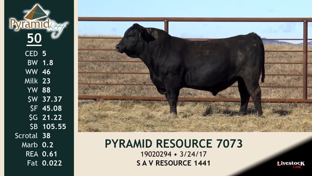 Lot #50 - PYRAMID RESOURCE 7073
