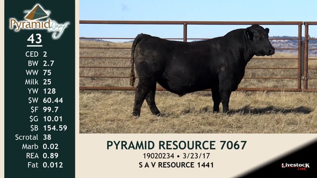 Lot #43 - PYRAMID RESOURCE 7067