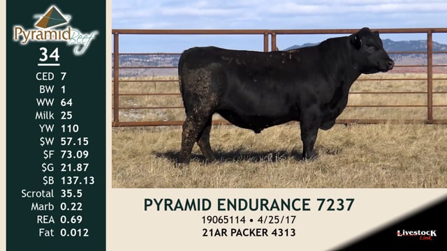 Lot #34 - PYRAMID ENDURANCE 7237