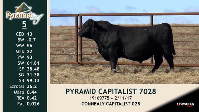 Lot #5 - PYRAMID CAPITALIST 7028