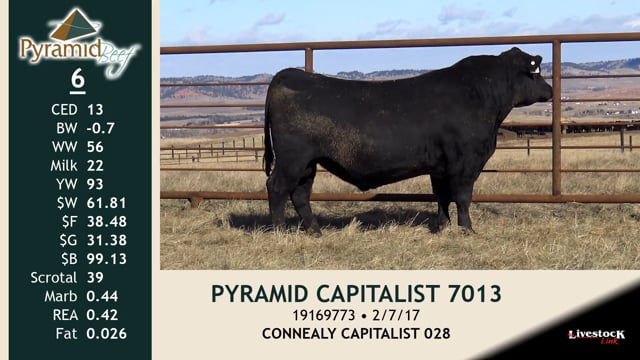 Lot #6 - PYRAMID CAPITALIST 7013