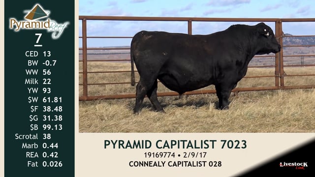 Lot #7 - PYRAMID CAPITALIST 7023