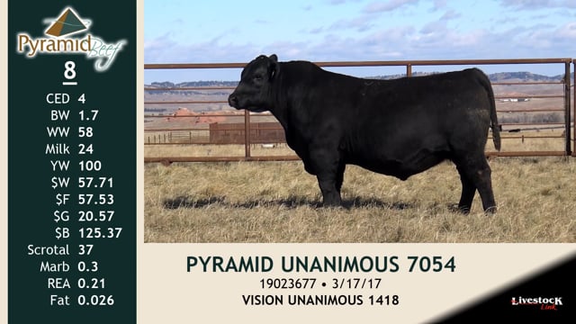 Lot #8 - PYRAMID UNANIMOUS 7054