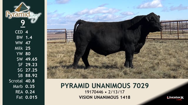 Lot #9 - PYRAMID UNANIMOUS 7029