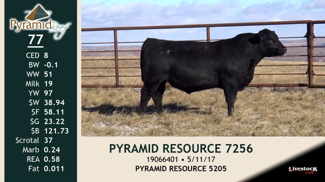 Lot #77 - PYRAMID RESOURCE 7256
