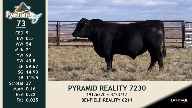 Lot #73 - PYRAMID REALITY 7230