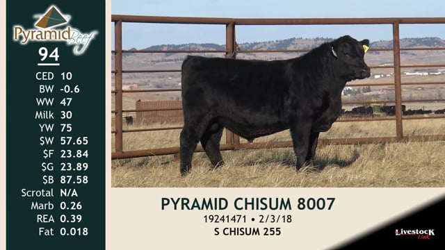 Lot #94 - PYRAMID CHISUM 8007