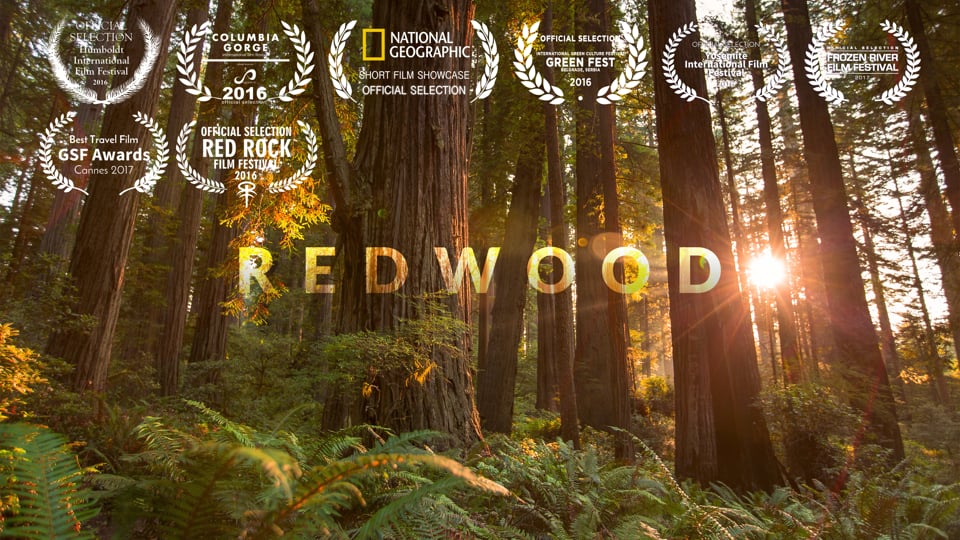 MTJP | Redwood