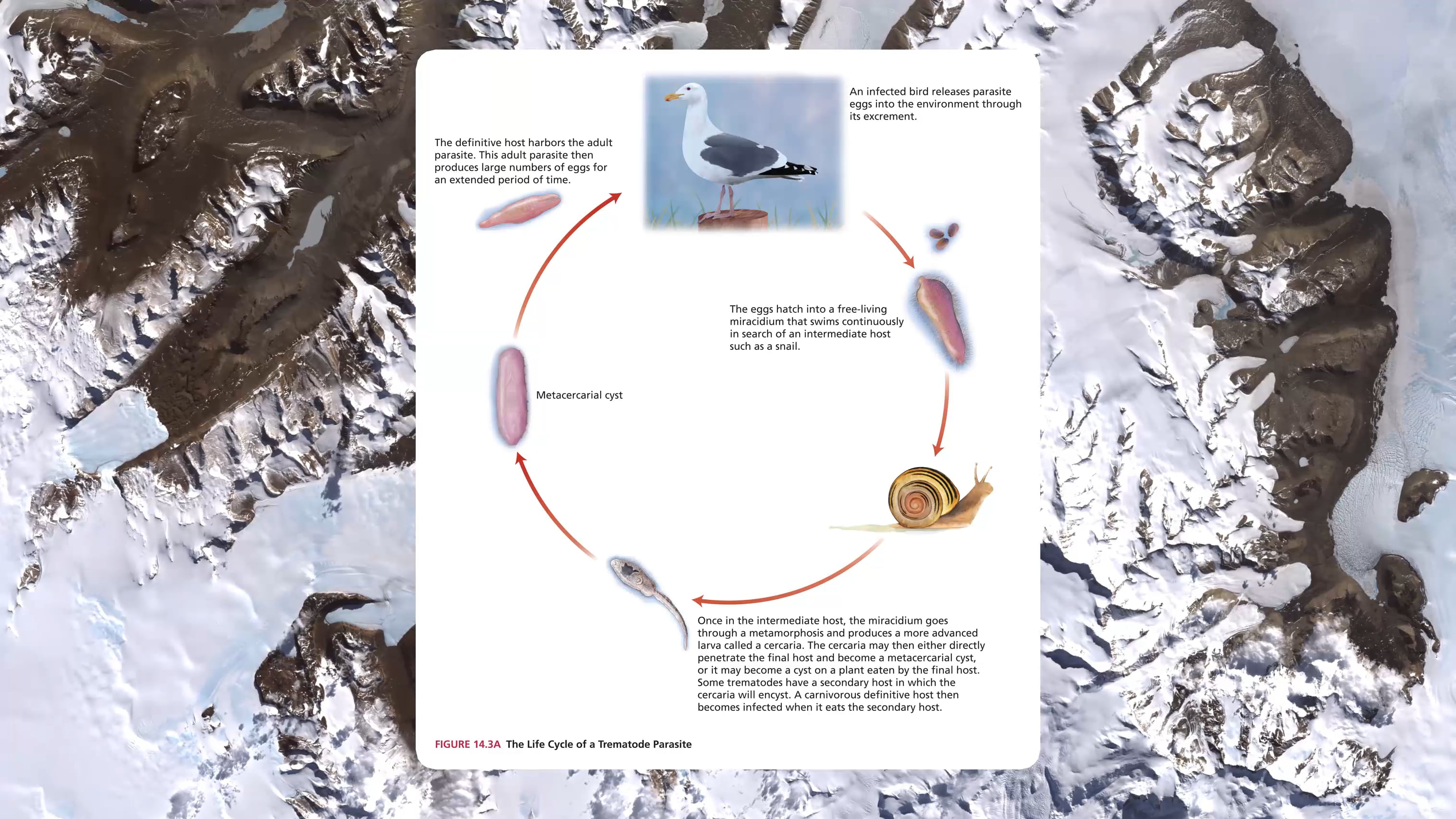 Chapter 14 Phase 1 | Host-Parasite Interactions Part 1