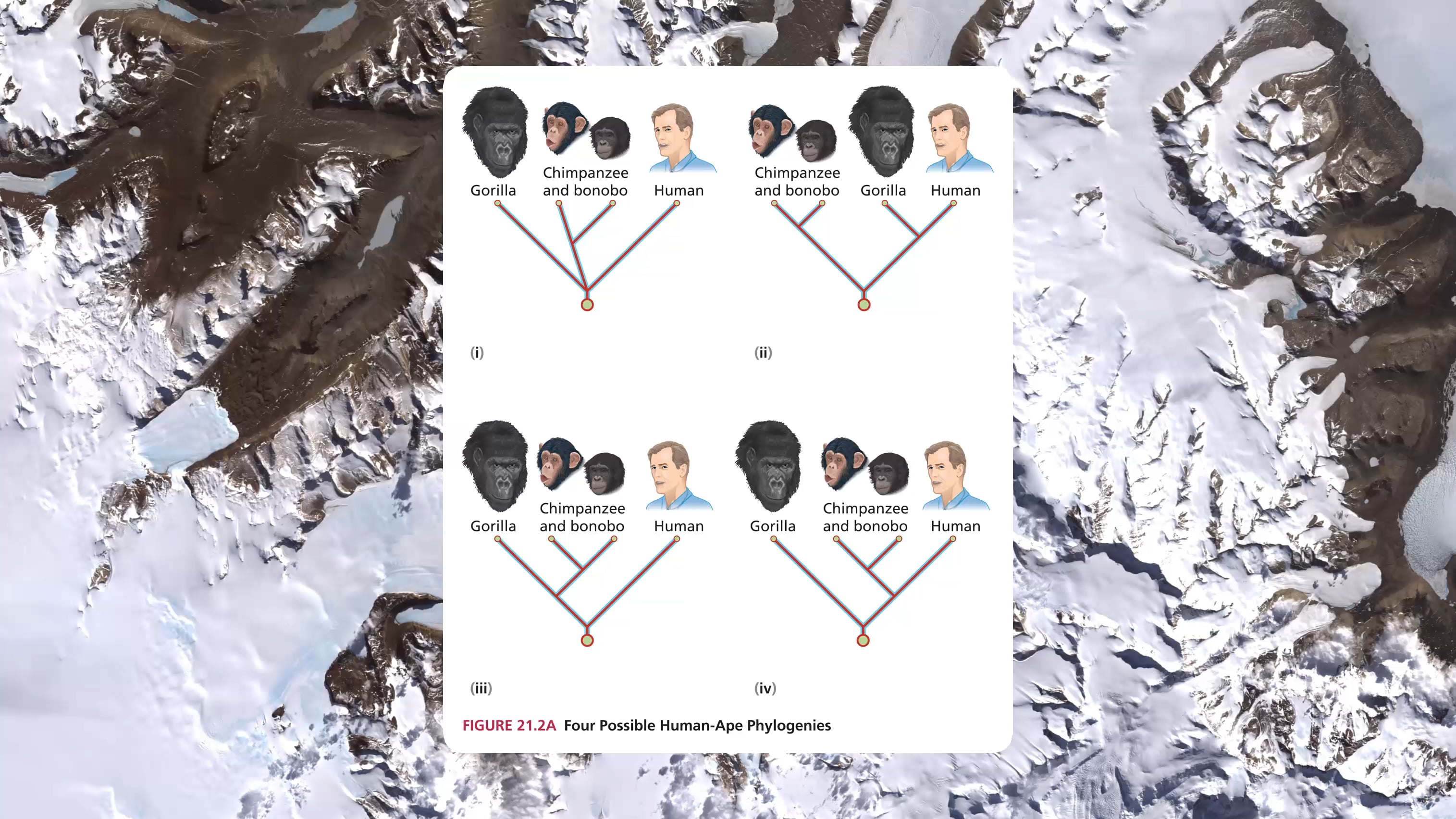 Chapter 21 Phase 1 | The Hominid Phylogeny Part 1